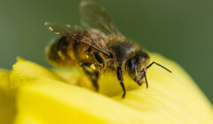 Пчелиный суперфуд: новая добавка может спасти медоносных пчел