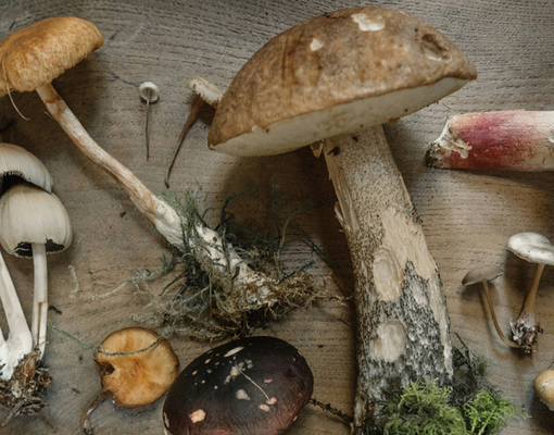 Места знать надо: где искать грибы в британских лесах