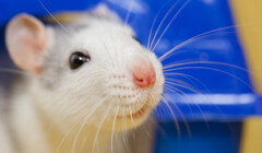 ИИ вместо мышей: британские лаборатории отказываются от испытаний на животных