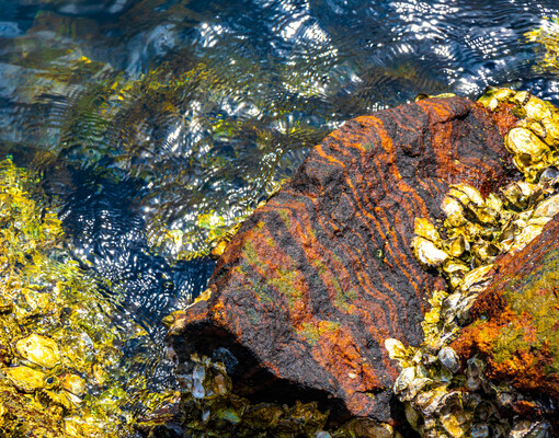 Спасители экосистем: устрицы защитят побережье Северного моря