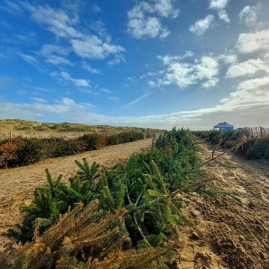 Вторая жизнь праздничных елок: как деревья спасают побережье Ланкашира от разрушения