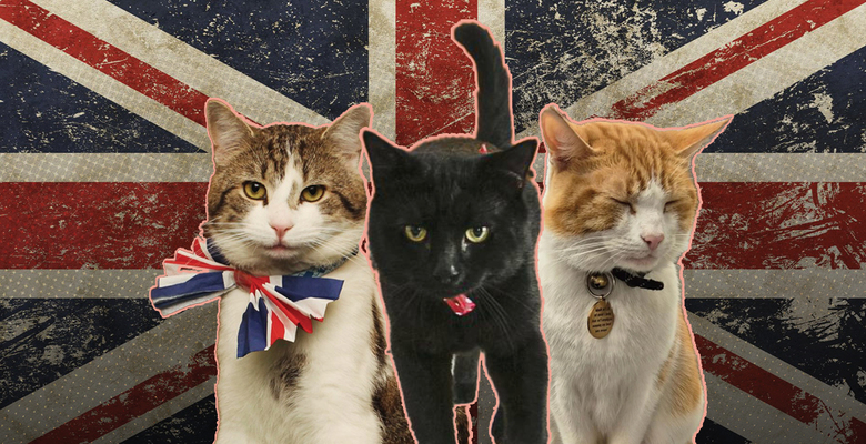 Meow, purr, hiss: семнадцать самых известных котов и кошек Британии и их невероятные биографии