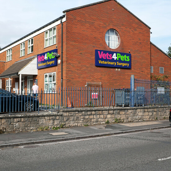 Сначала прайс: британских ветеринаров обязали раскрывать стоимость услуг