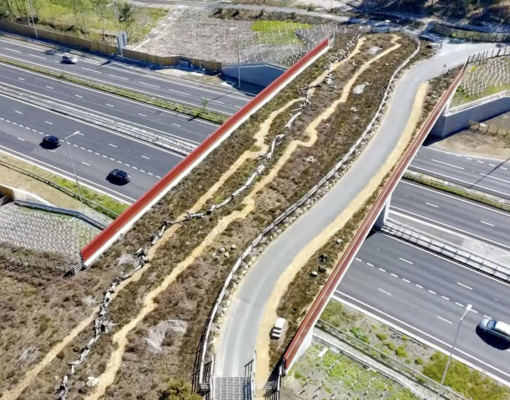 Для змей, жаб и барсуков: в графстве Суррей появится зеленый мост для диких животных