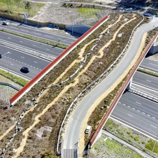 Для змей, жаб и барсуков: в графстве Суррей появится зеленый мост для диких животных