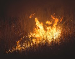Правительство Великобритании задействует армию для борьбы с природными пожарами