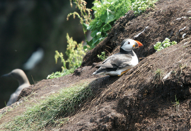 Фото: wikimedia.org