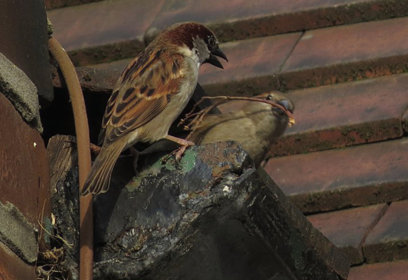 Фото: flickr.com/nmahieu