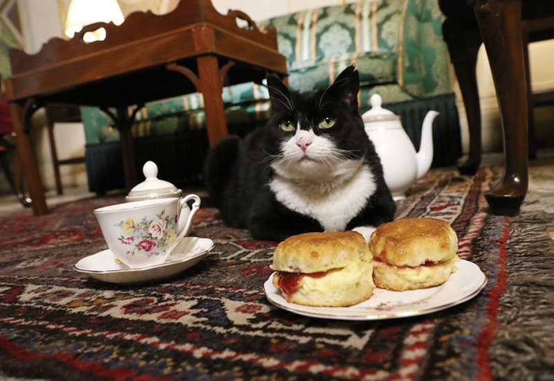 Фото: x.com/DiploMog
