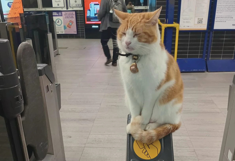 Фото: instagram.com/nala_station_cat