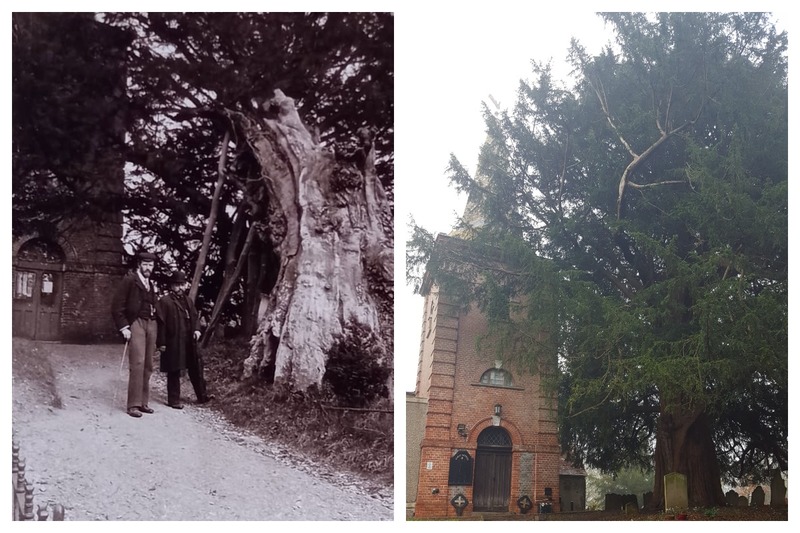 Тис у церкви Святого Николая. Фото: facebook