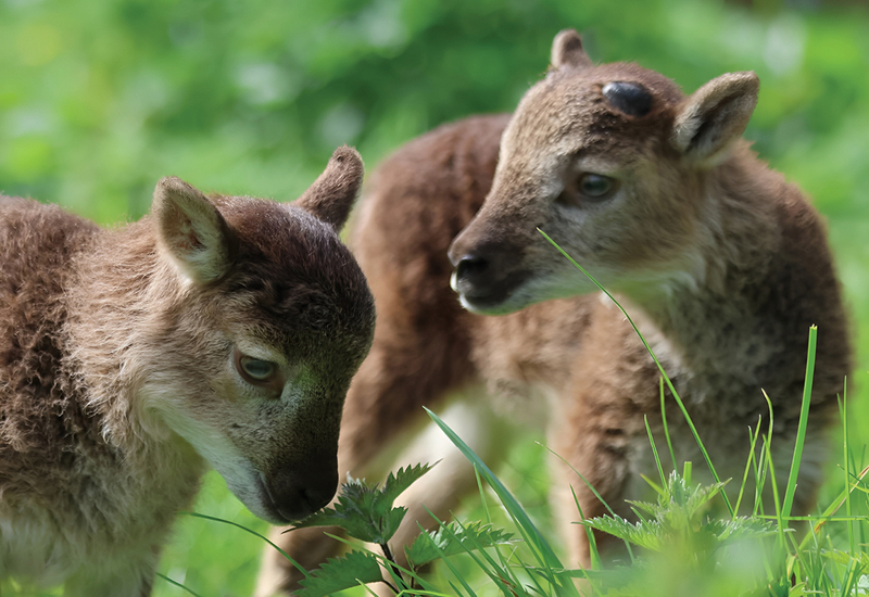 Фото: facebook.com/spitalfieldscityfarm