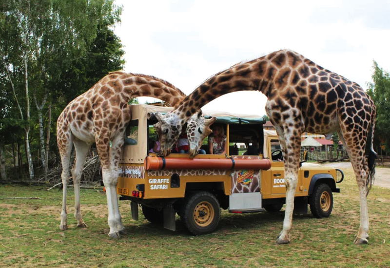 Фото: chessington.com/tickets-passes/vip-experiences/