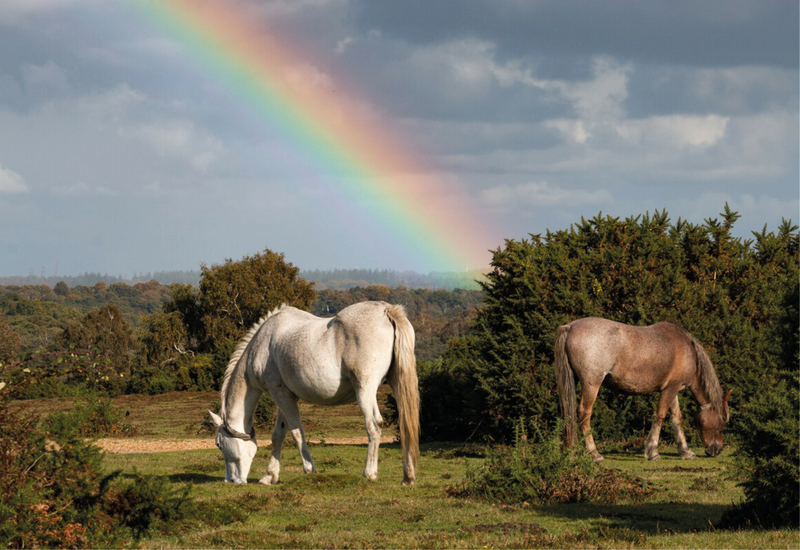Фото: facebook.com/NewForestNPA